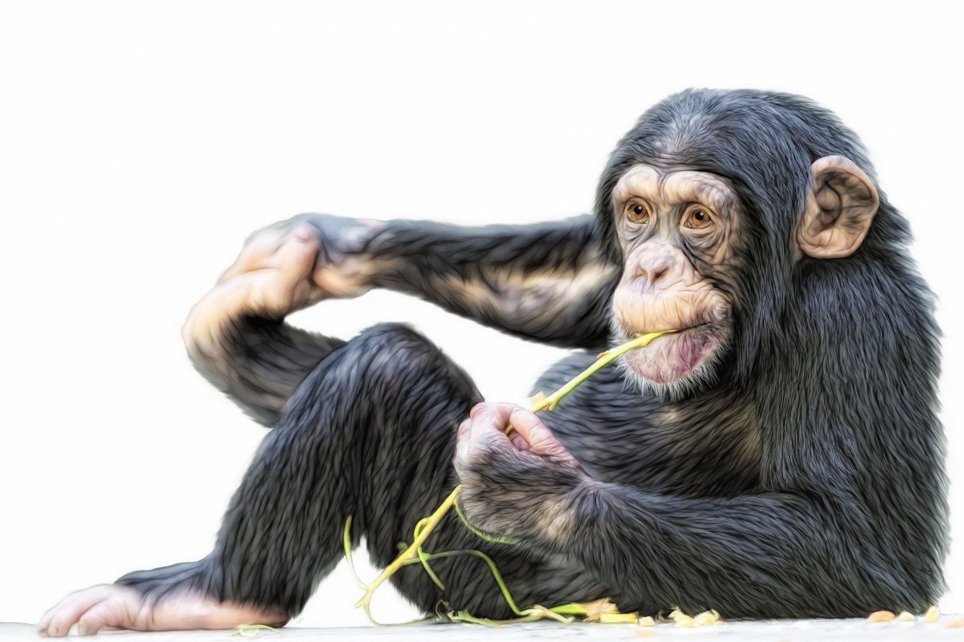 chimpanzee monkey photoshop