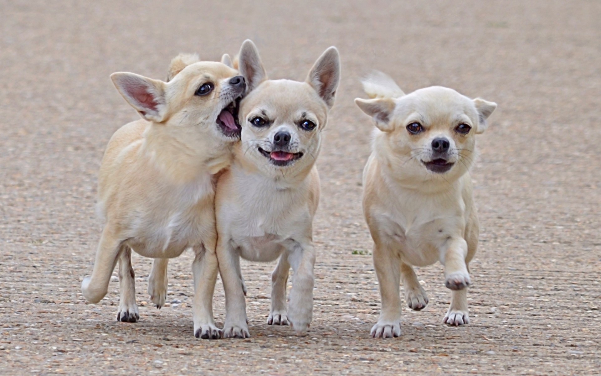 cuccioli cani passeggiata