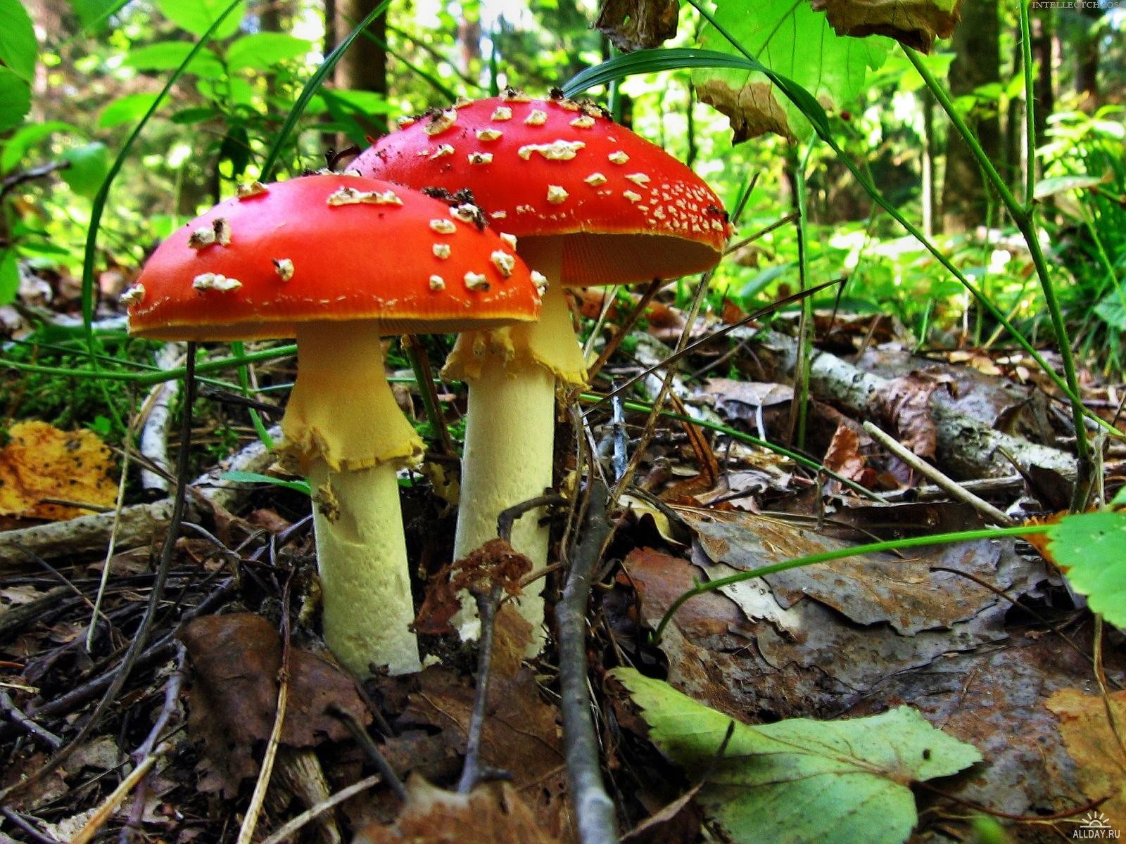 mushrooms amanita forest