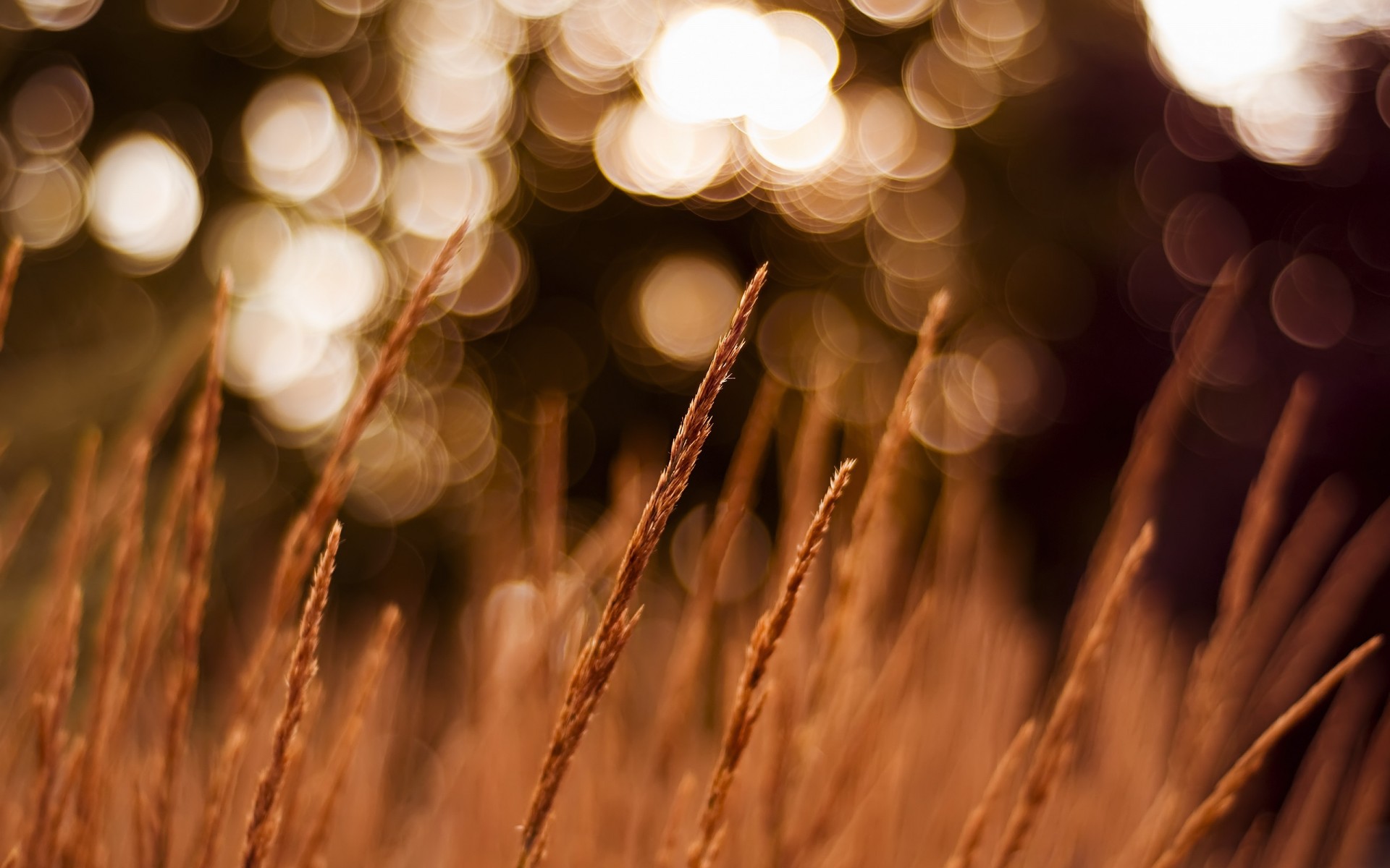 plantas círculos noche