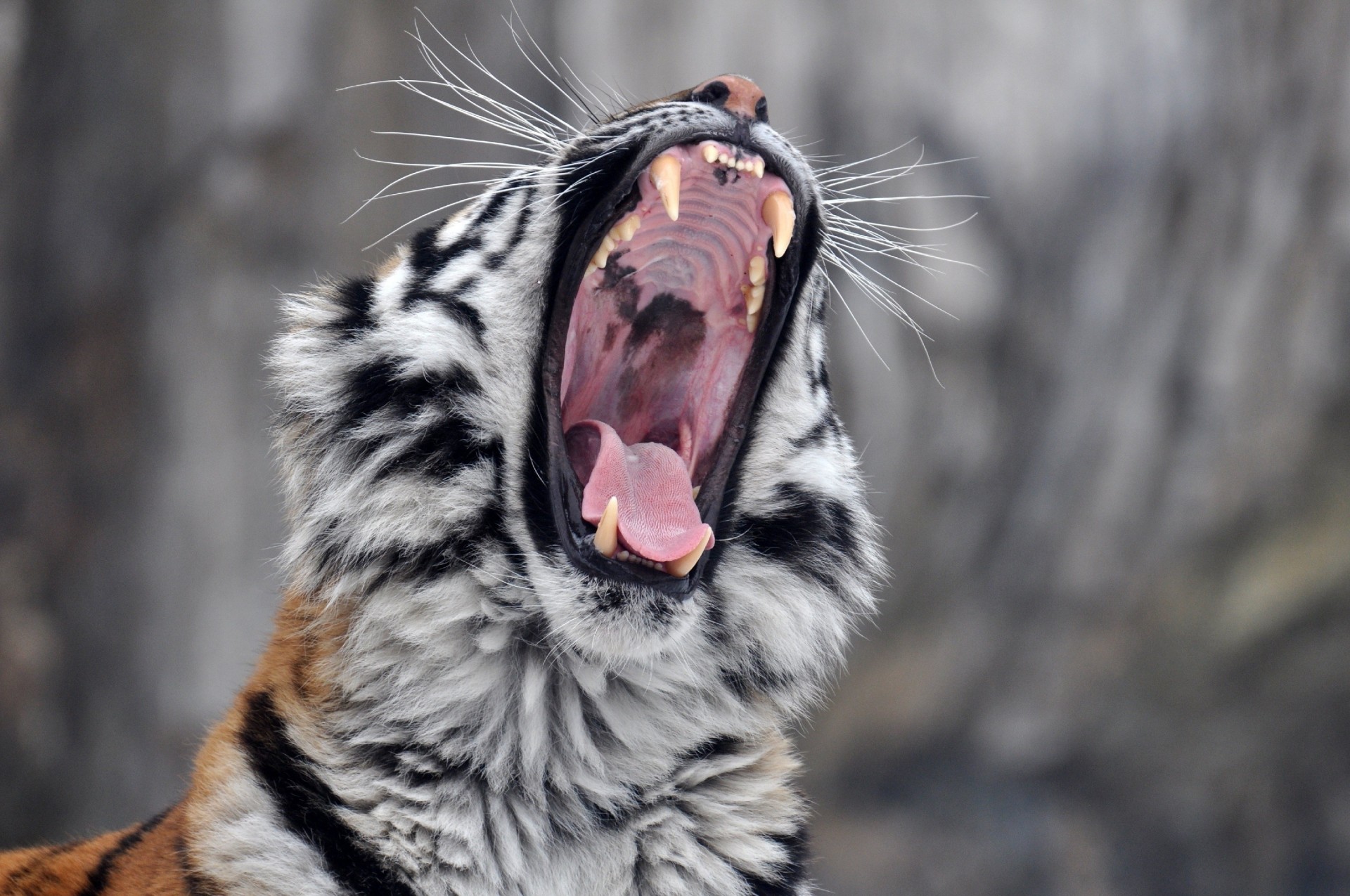 tigre de l amour tigre bouche crocs chat sauvage bâillements