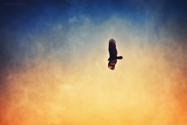 Der Vogel schwebt einsam am Himmel