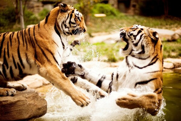 Lucha de tigres en la naturaleza