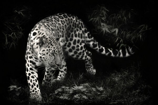 Raubtier Leopard auf der Suche nach einem Opfer