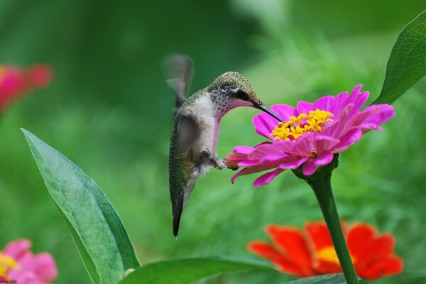 A hummingbird landed on a cynia flower