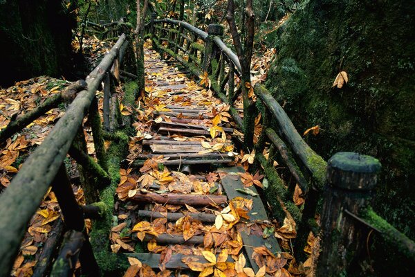 Barandilla destartalada en el bosque de otoño