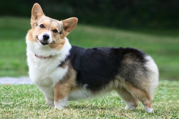 Cute smiling doggie on the grass