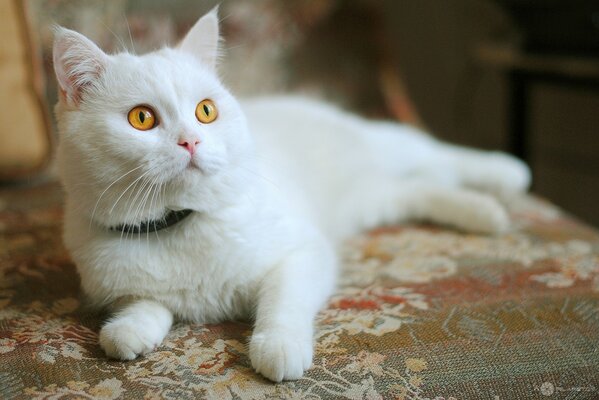Белый кот с оранжевым глазами