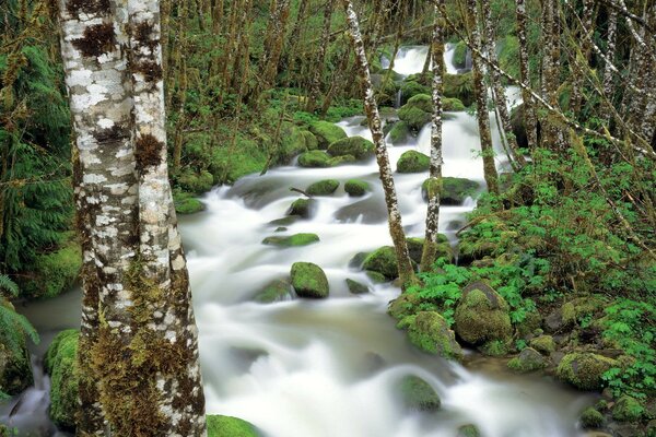 Un río boscoso cerca de los abedules