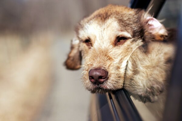 From the car window, the dog admires the views