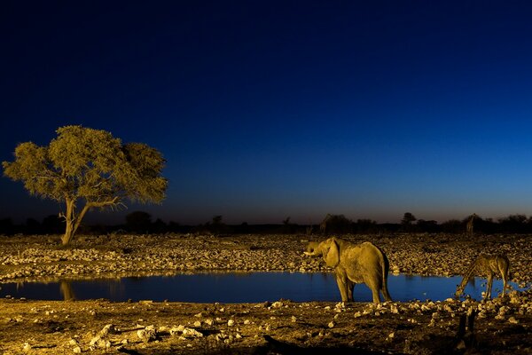 Elefant und Giraffe am Wasserloch nachts in Afrika