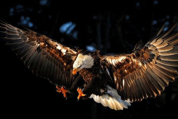 Ein riesiger Falke, der im Flug jagt