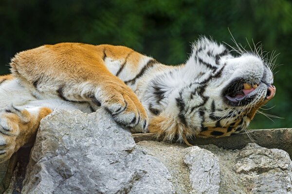 Der Amur-Tiger auf dem Stein