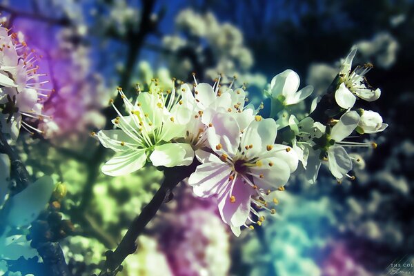 Sakura en différentes couleurs