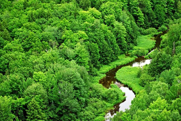 A river flows in a green forest