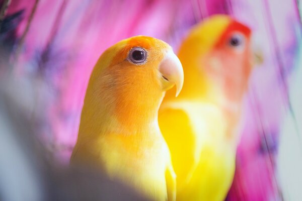 Yellow parrots. Two birds