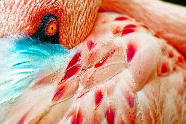 Розовая птица. Перья фламинго