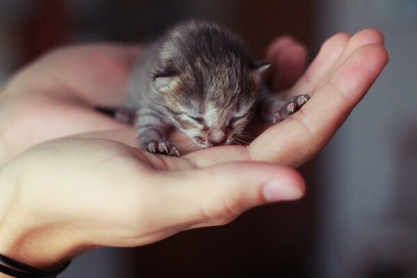 A small kitten is sitting on his arm