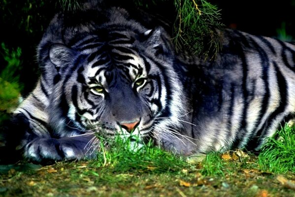 A white tiger lying on the grass