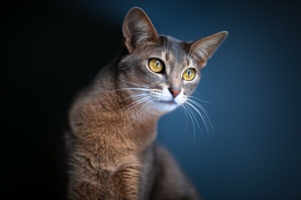 A cat with yellow eyes looks into the distance