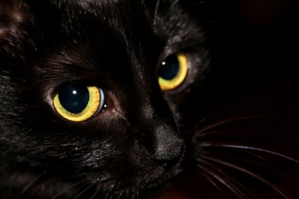 Der Blick einer schwarzen Katze ist faszinierend