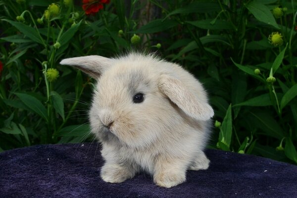 Petit lapin sur fond de fleurs