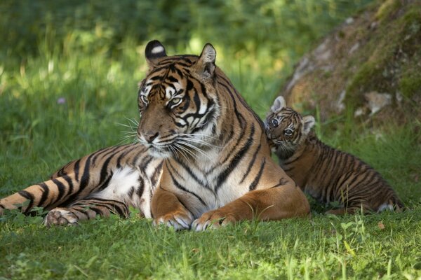 Tigress and baby are resting in the shade of a tree