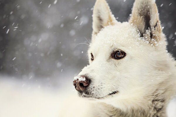 Der Hund schaut auf den fallenden Schnee