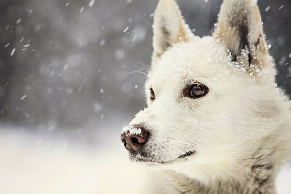 Chien regardant la neige qui tombe