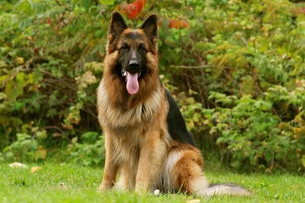 The German Shepherd is a man s friend