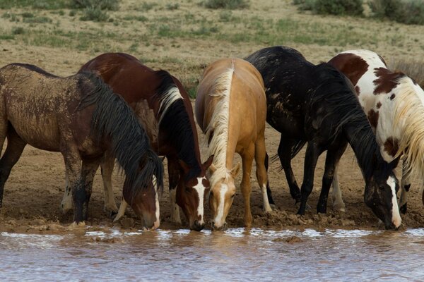 Watering horses in the field