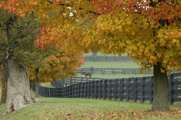 Trees in autumn foliage. Horses graze behind a fence