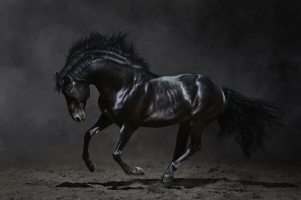 Hermoso caballo negro sobre un fondo oscuro
