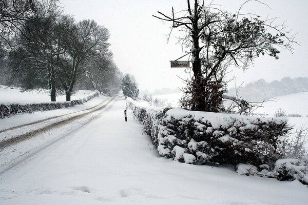 Winterstraße inmitten von Bäumen