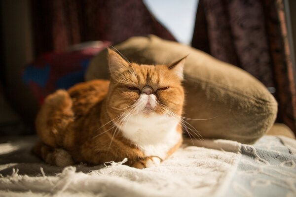 The cat is lying on a blanket. Exotic cat