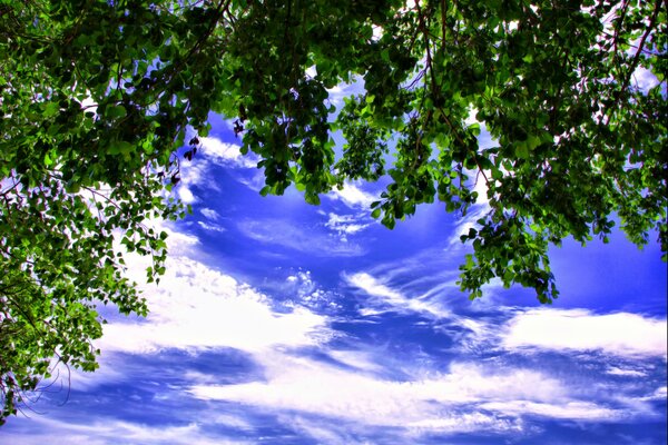 Green tree leaves against a blue sky background