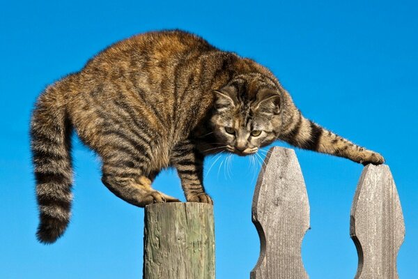 Кот в опасной ситуации на заборе