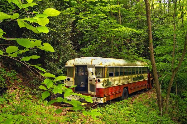 Es una vieja historia. Secuestro forestal