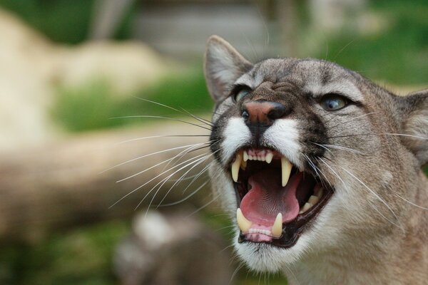 Il grande gatto selvatico mostra le sue zanne