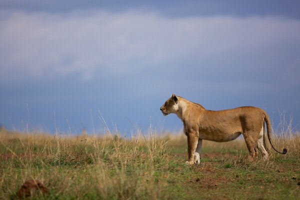 Chat sauvage posant dans la SAVANE