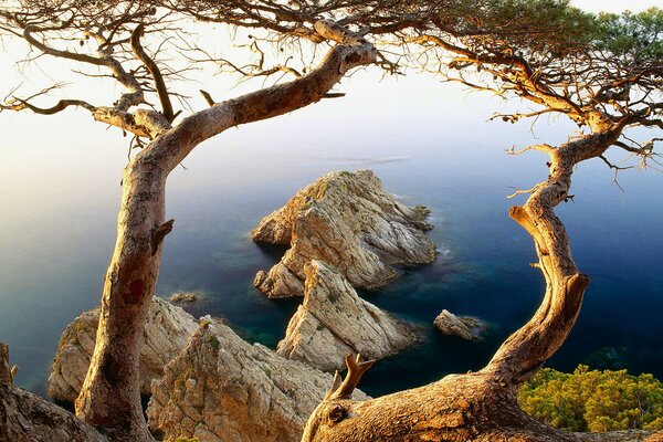 Pnie drzew wyginają się nad morzem i skałami
