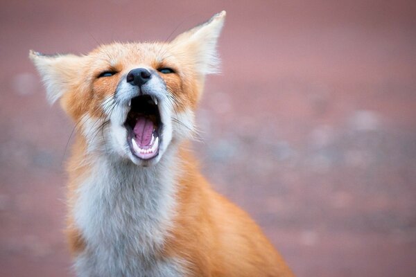 Der Fuchs öffnete den roten Mund und wich die Zähne aus