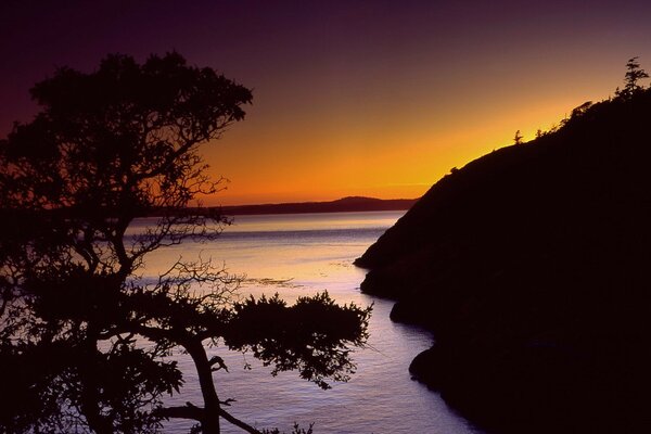 Árbol junto al mar al atardecer