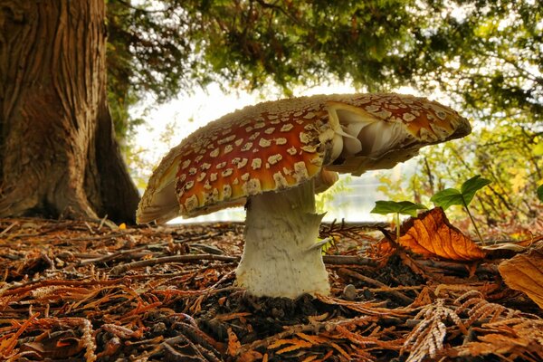 Amanita crece en el bosque de otoño