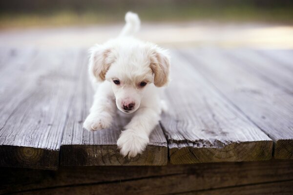 Mignon chiot chien jouant