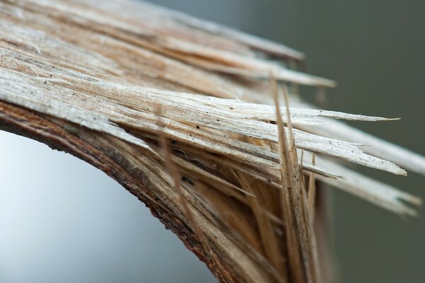 Photo of a broken branch trunk