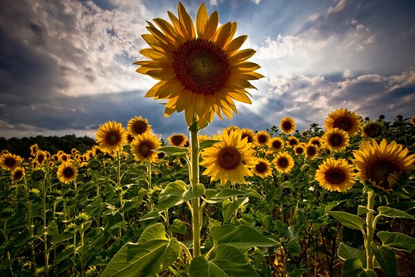 Summer sunflowers looking into the sky