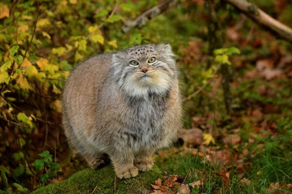 Drapieżnik manul z zielonymi oczami w naturze