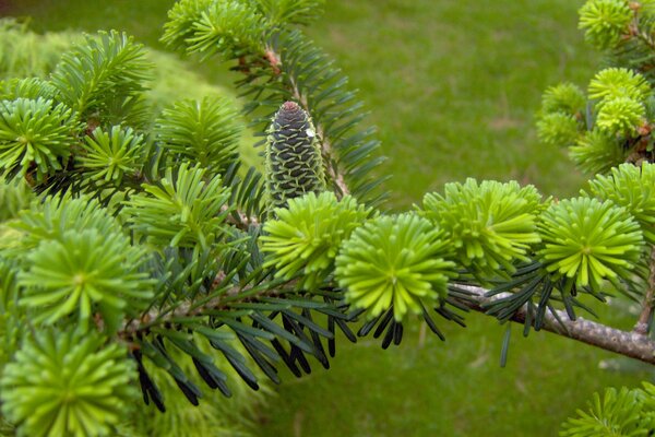 Conifera. Coni su un pino