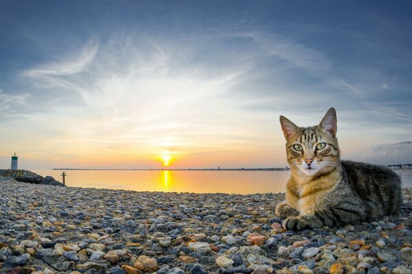 Katze auf Steinen am Meer bei Sonnenuntergang